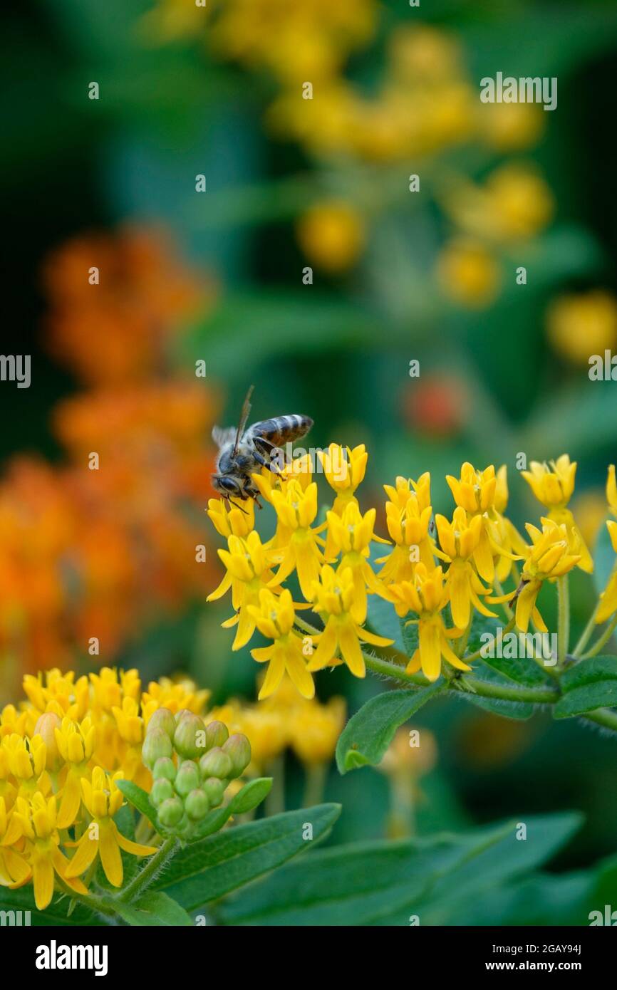Tropical Milkweed also known as Mexican Butterfly Weed or Blood Flower Attracting Bees Wasps and