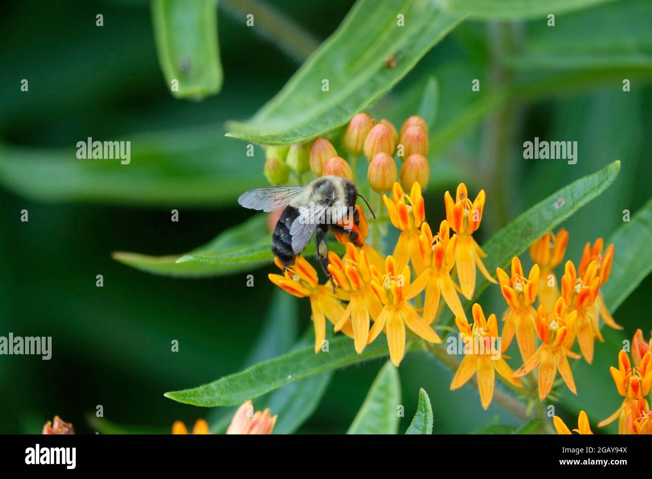 Tropical Milkweed also known as Mexican Butterfly Weed or Blood Flower