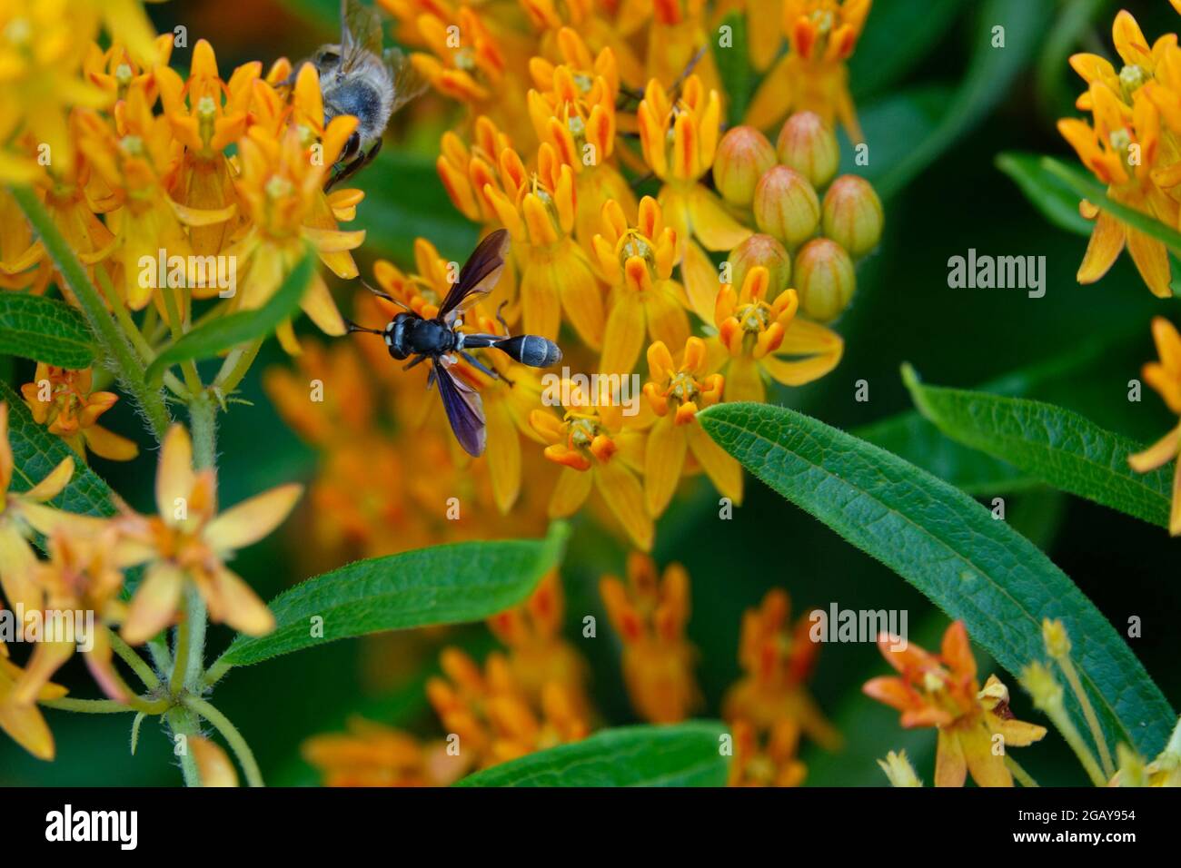 Tropical Milkweed also known as Mexican Butterfly Weed or Blood Flower