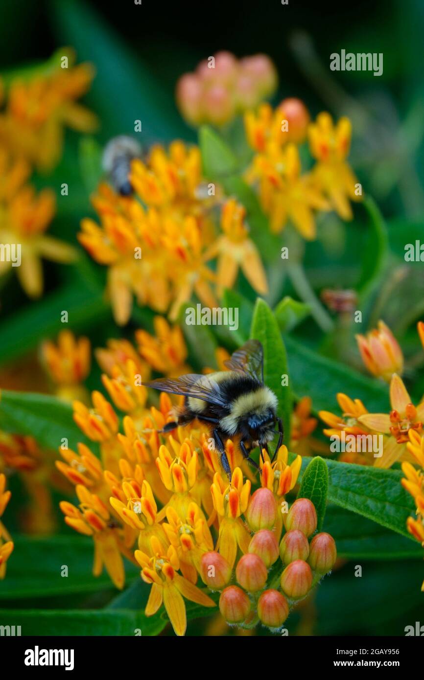 Tropical Milkweed also known as Mexican Butterfly Weed or Blood Flower