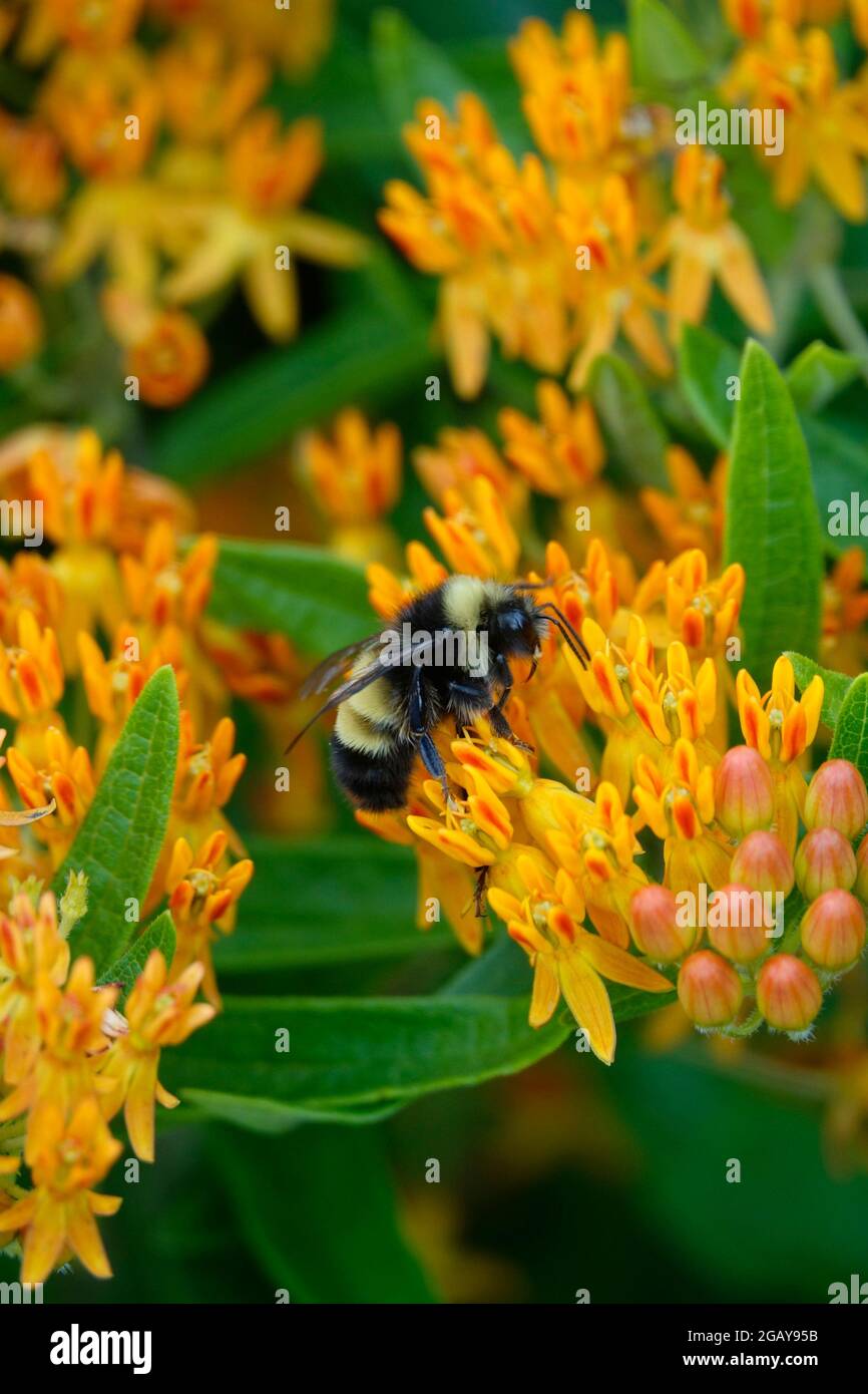 Tropical Milkweed also known as Mexican Butterfly Weed or Blood Flower Attracting Bees Wasps and