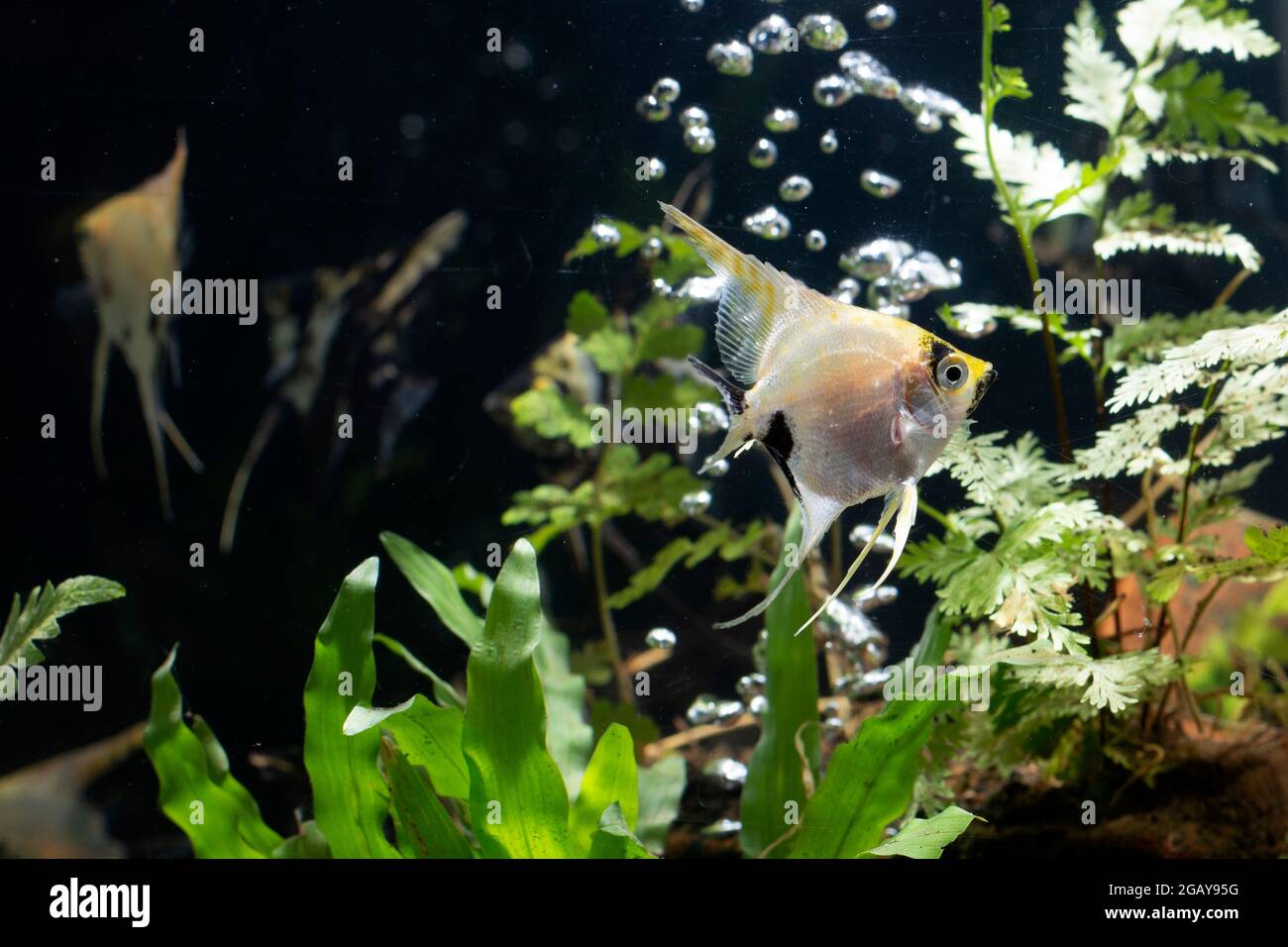 Angelfish pterophyllum Stock Photo