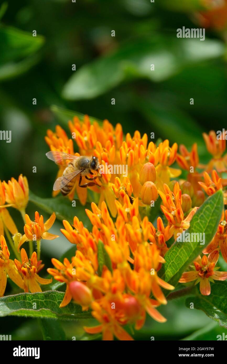 Tropical Milkweed also known as Mexican Butterfly Weed or Blood Flower