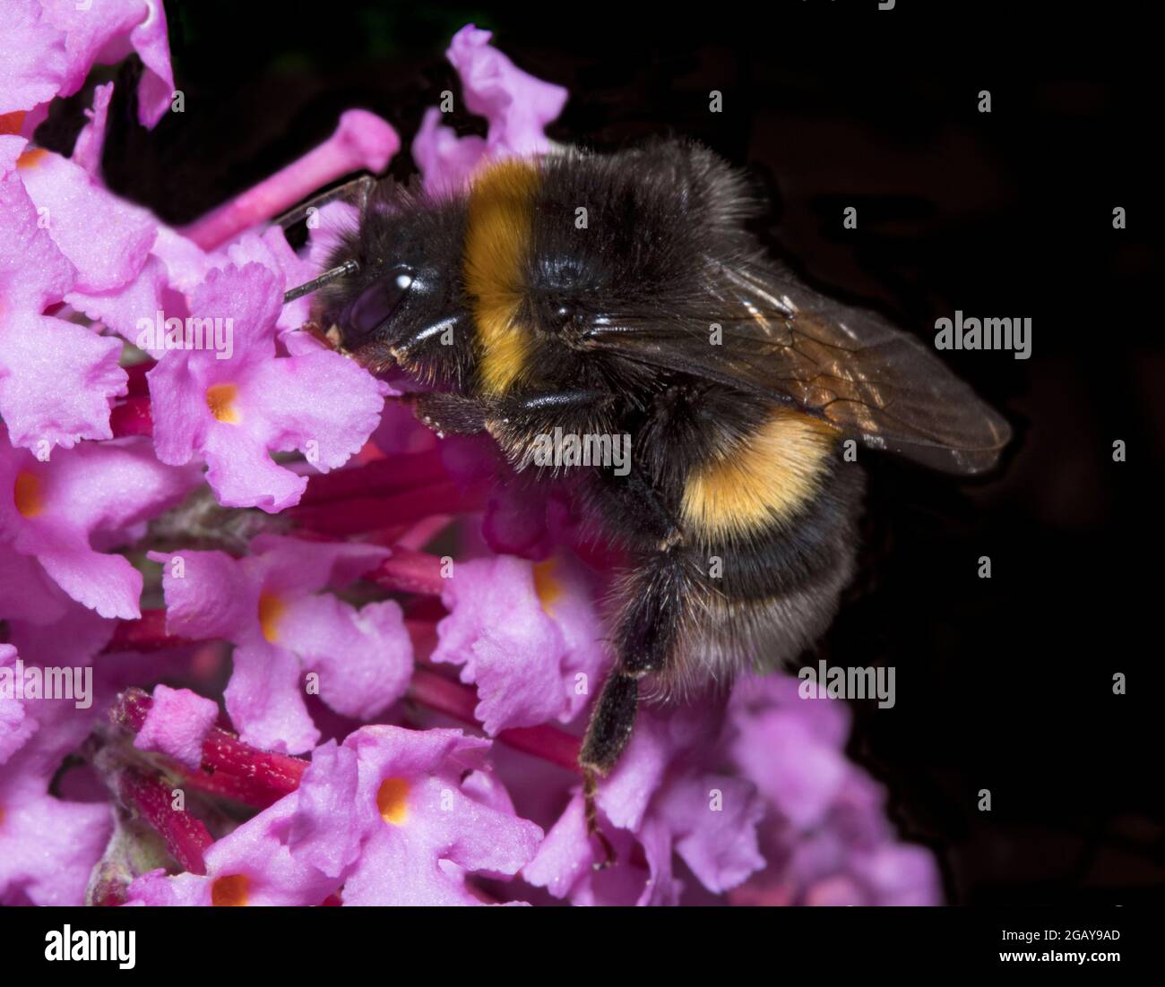 Bumble Bee  on Pink Buddleia Stock Photo