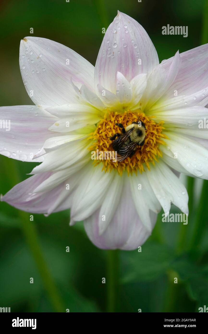 Single White and Soft Pink Dahlia Mignon Teesbrooke Audrey Flower in