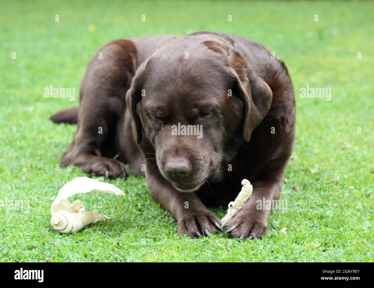 Chocolate Labrador chewing Stock Photo
