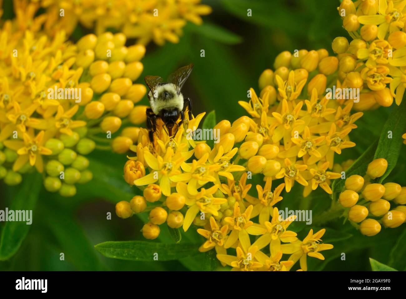 Tropical Milkweed also known as Mexican Butterfly Weed or Blood Flower