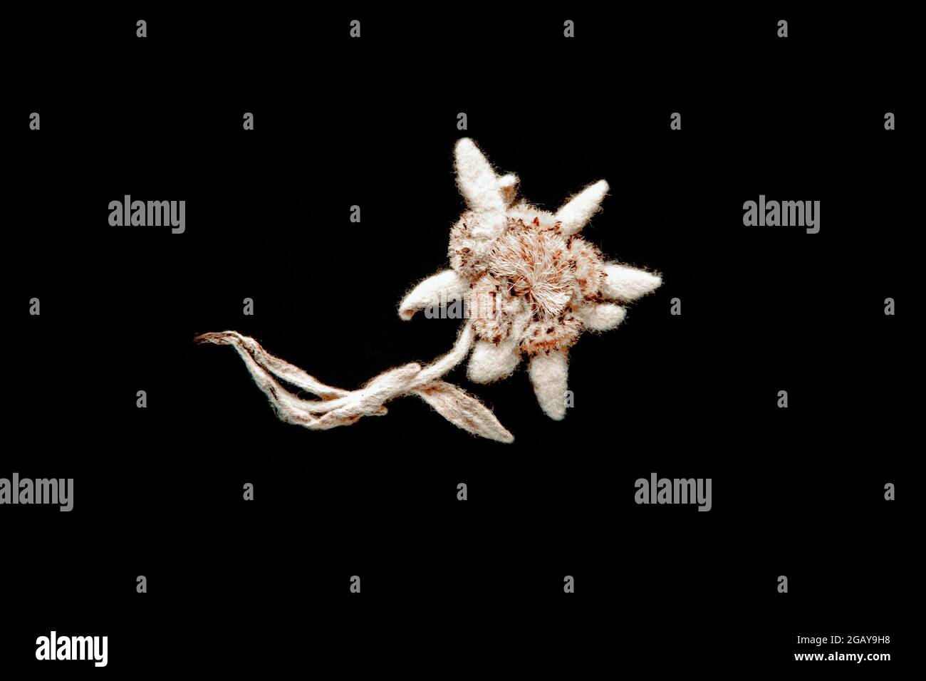 Dried Edelweiss flower isolated on black background Stock Photo Alamy
