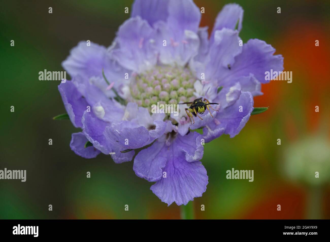 A bee lands on the lavender blue petals that make the Scabiosia caucasica, also known as the pincushion flower. Stock Photo