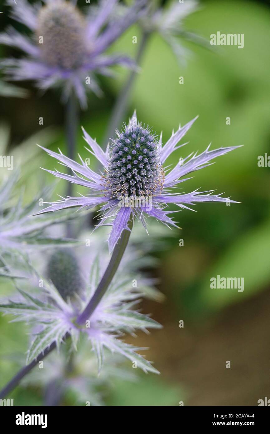 Best photos of blue eryngos hires stock photography and images Alamy