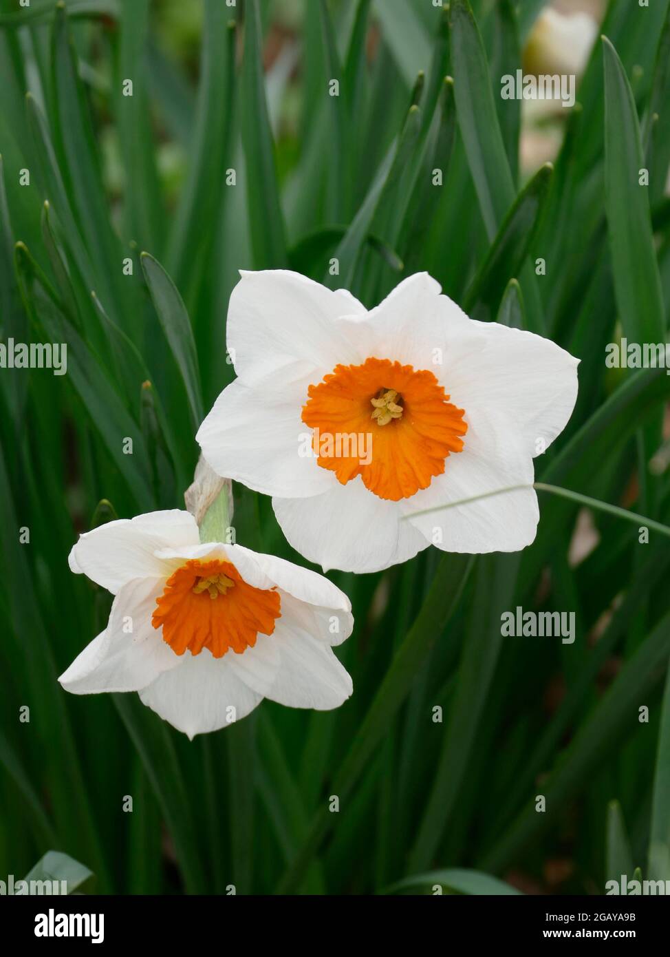 Small cupped daffodils or narcissus flowers with white petals and orange corona center with green foliage in the background Stock Photo