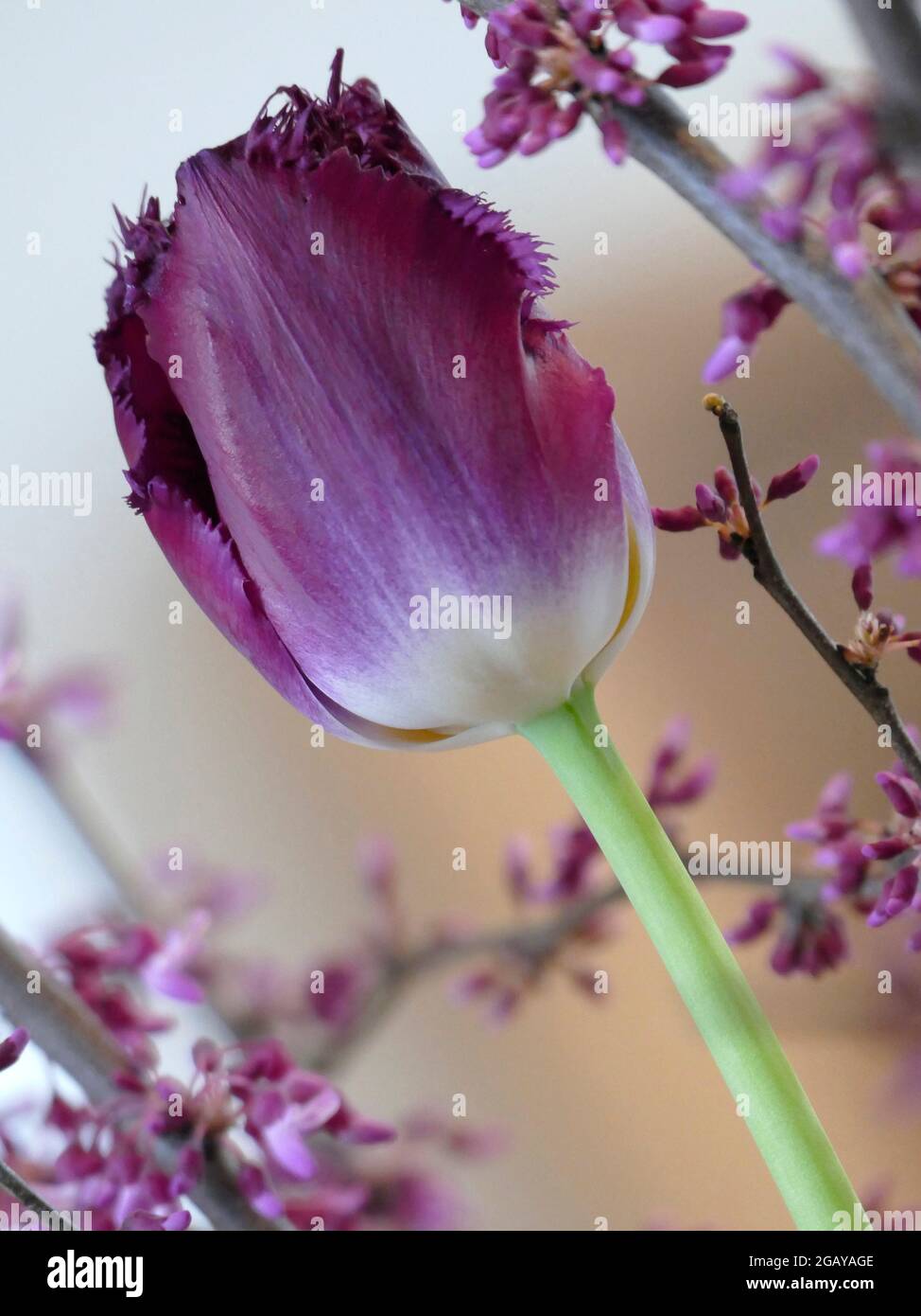 Purple Crystal Tulips Tulipa with a Creamy White Base and Fringed Petals among RedBud Tree Branches with Tiny Pink/Purple Flowers for a Spring Scene Stock Photo
