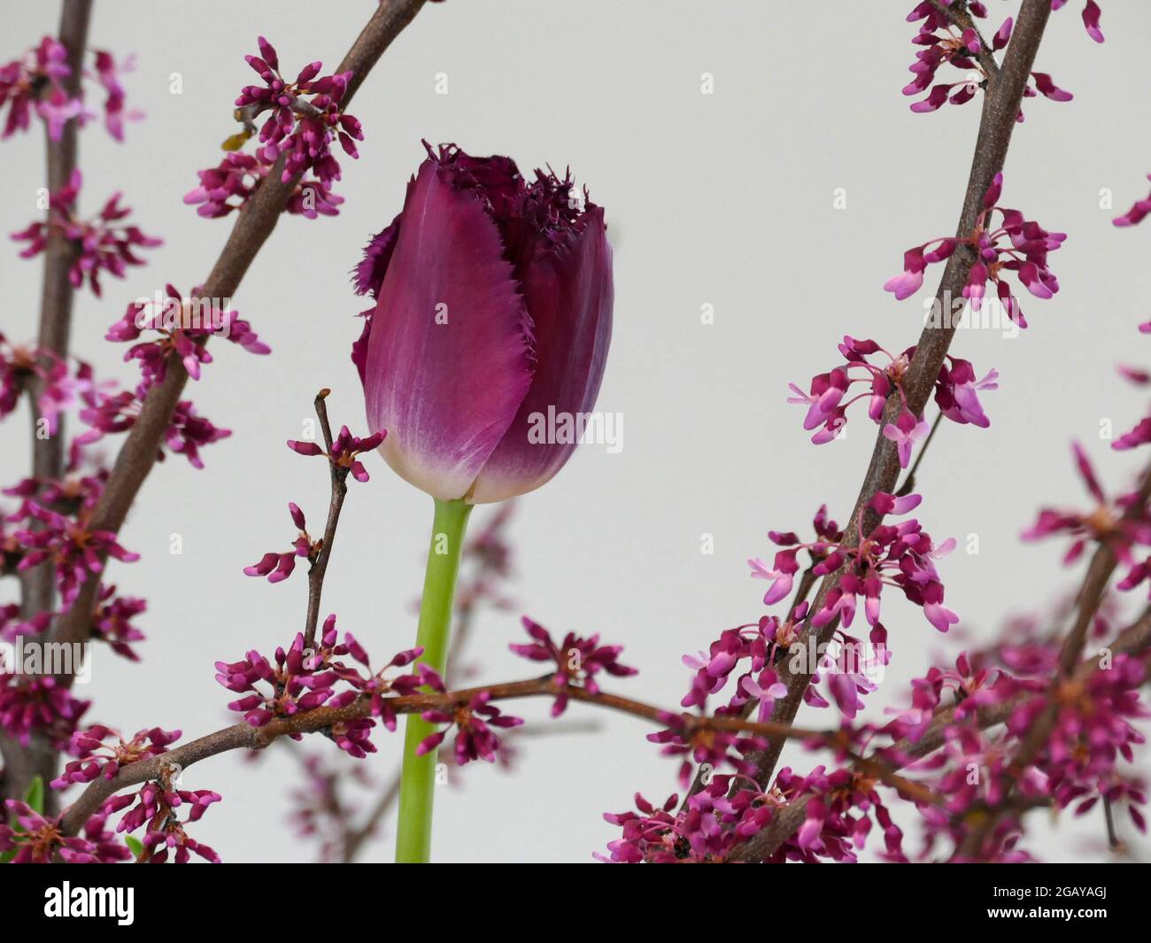 Purple Crystal Tulips Tulipa with a Creamy White Base and Fringed Petals among RedBud Tree Branches with Tiny Pink/Purple Flowers for a Spring Scene Stock Photo