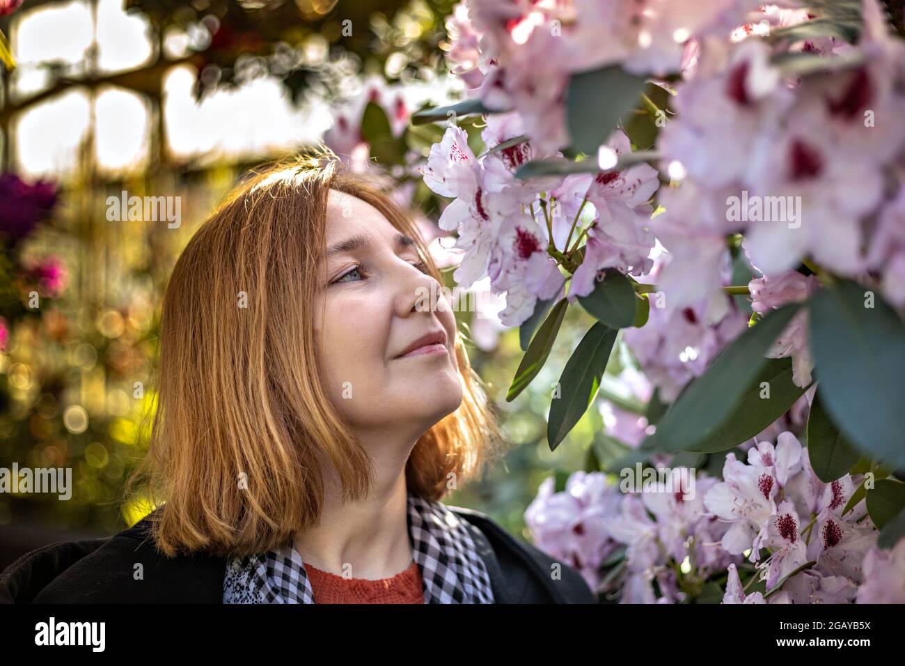 Portrait of a young happy woman with red hair. A blooming spring garden. Pink Rhododendron Flowers. Stock Photo