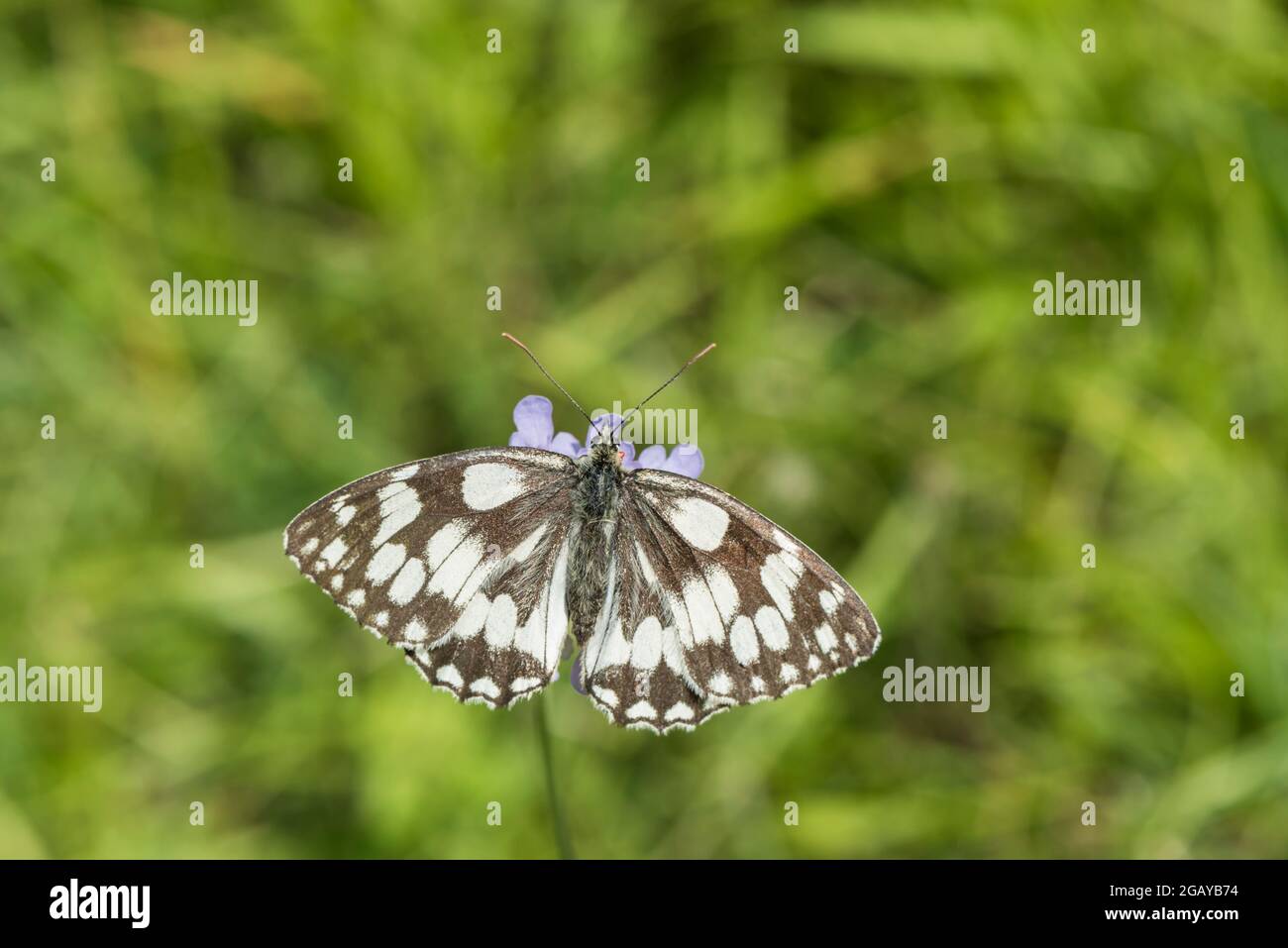 Feeding Marbled White (Melanargia galathea) Stock Photo