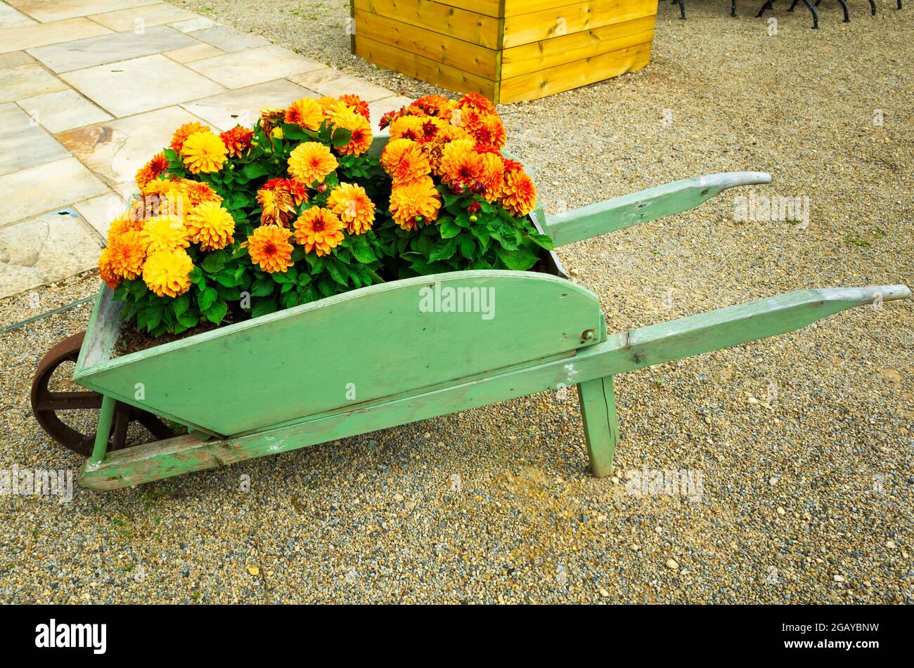 An old wooden wheelbarrow painted and filled with growing orange flowers at the Walled Rose Garden Wynyard Hall Tees Valley England UK in summer Stock Photo