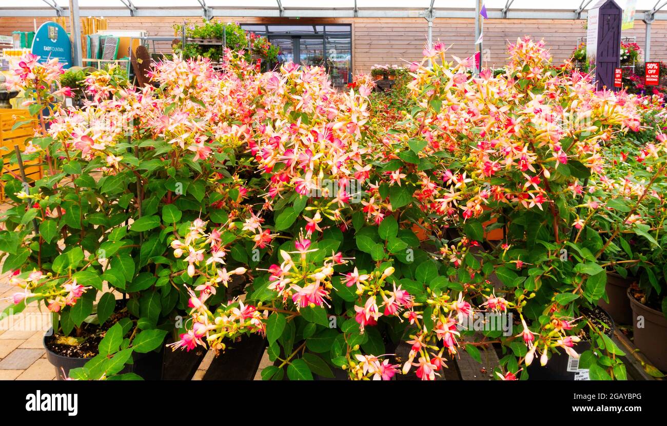 A display of flowering Fuchsia's Jubilee for sale in a North Yorkshire