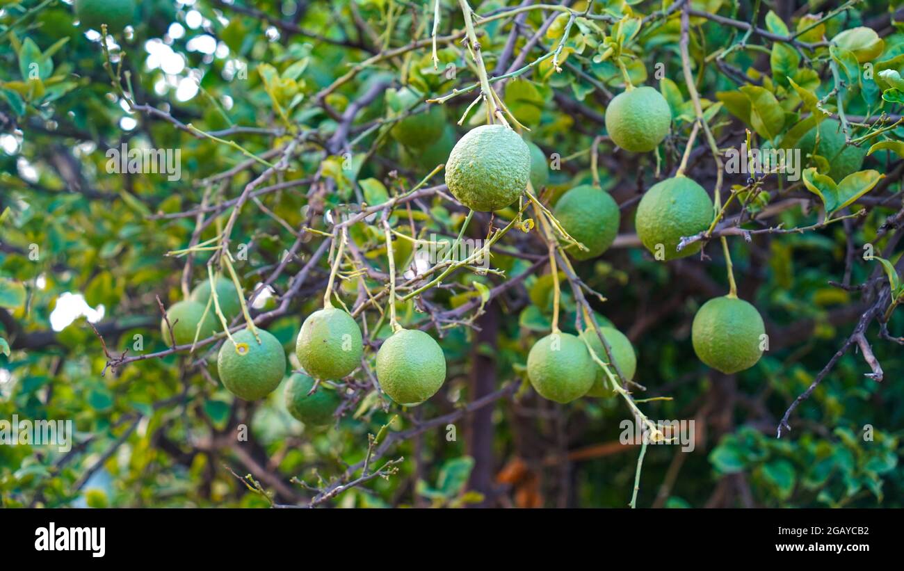 Big branch of lemon tree with lemons. beautiful Indian special big lemon or neembu Stock Photo