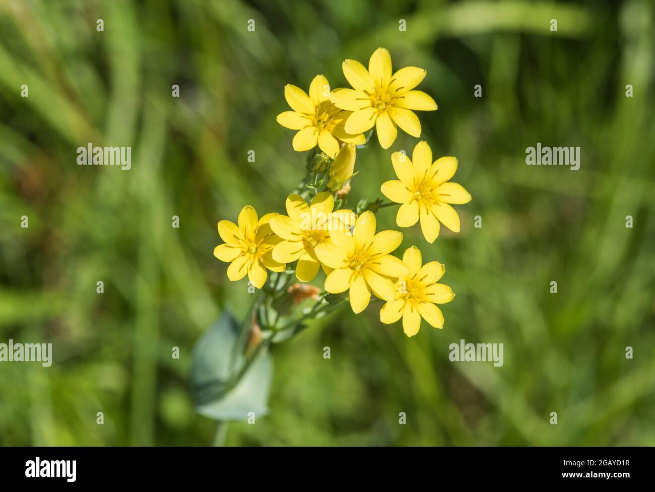 Flowering Yellow-wort (Blackstonia perfoliata) Stock Photo