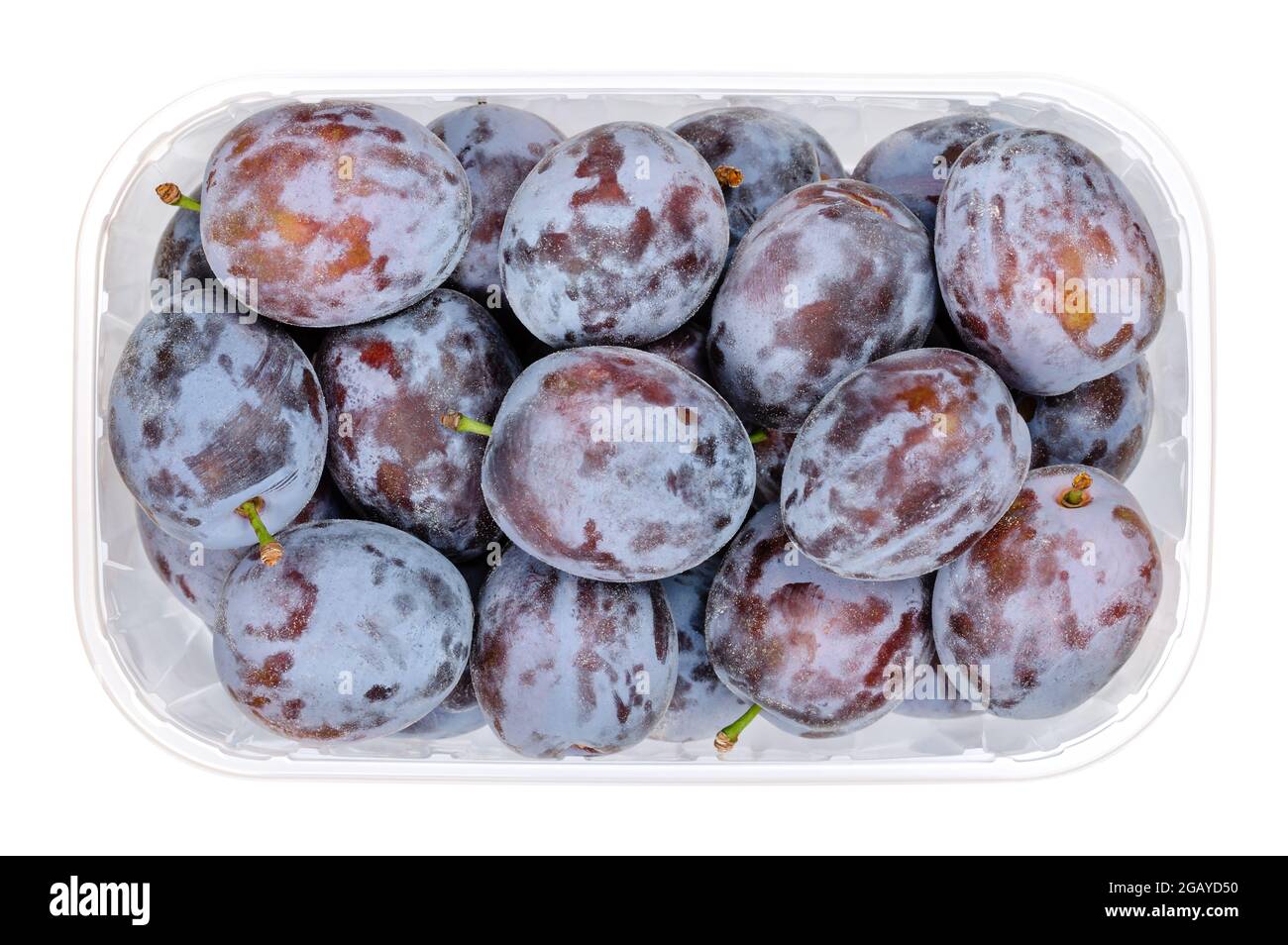 Ripe prune plums in a clear plastic container. Fresh fruit and a subspecies of Prunus domestica, a freestone fruit, also called European plum. Stock Photo