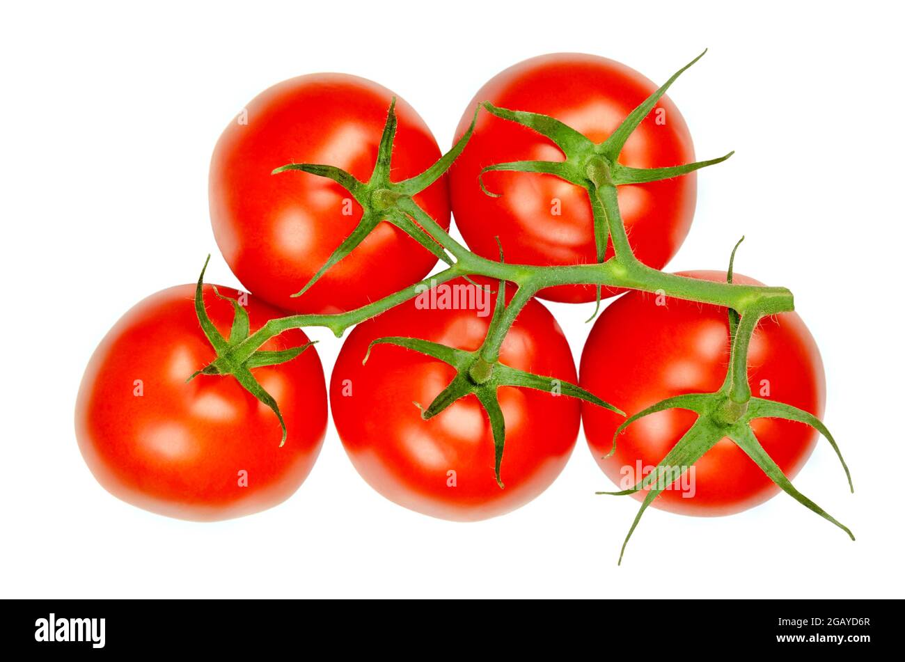 Panicle tomatoes from above, isolated over white. Fresh, ripe, red and raw fruits of Solanum lycopersicum, a rich source of umami flavor. Stock Photo