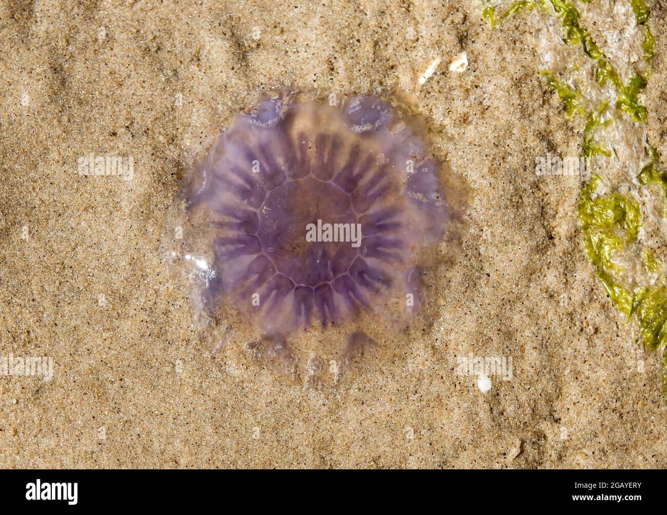 Purple jellyfish beached on the sand Stock Photo