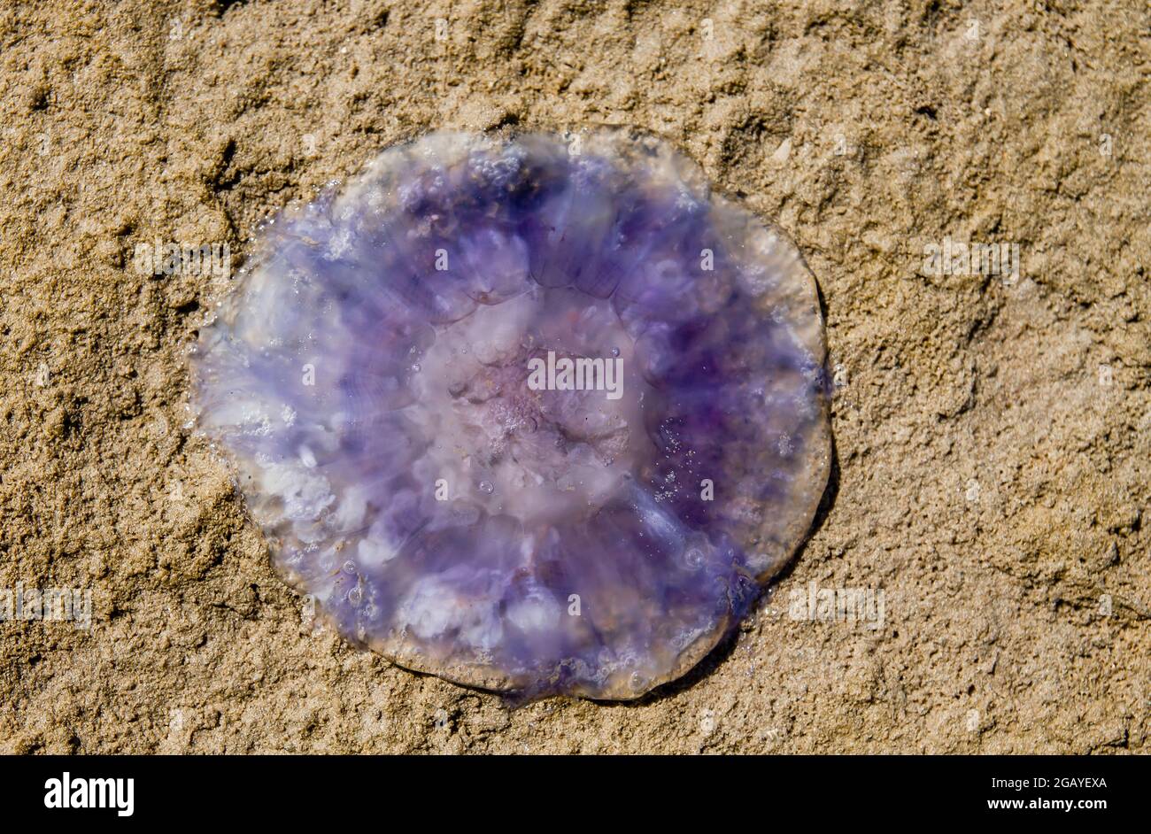 Purple jellyfish beached on the sand Stock Photo