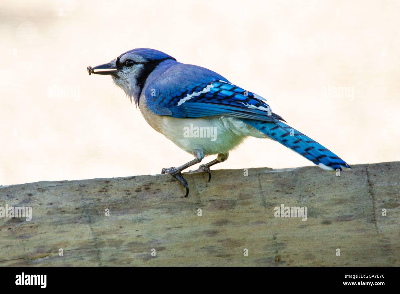 A Blue Jay (Cyanocitta cristata) with something in its beak is perched on a wooden fence. Stock Photo