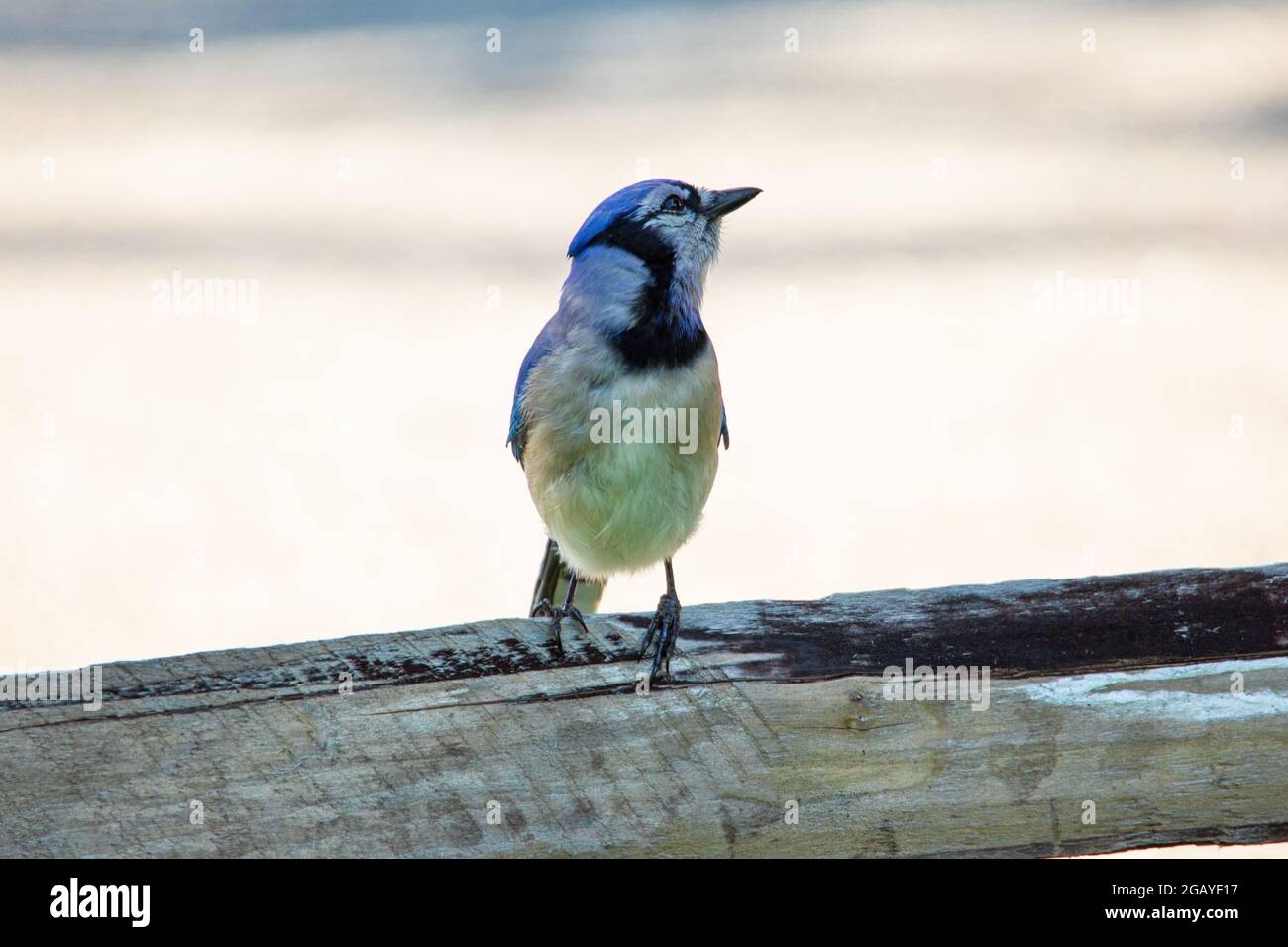 A Blue Jay (Cyanocitta cristata) is perched on a wooden fence. Stock Photo