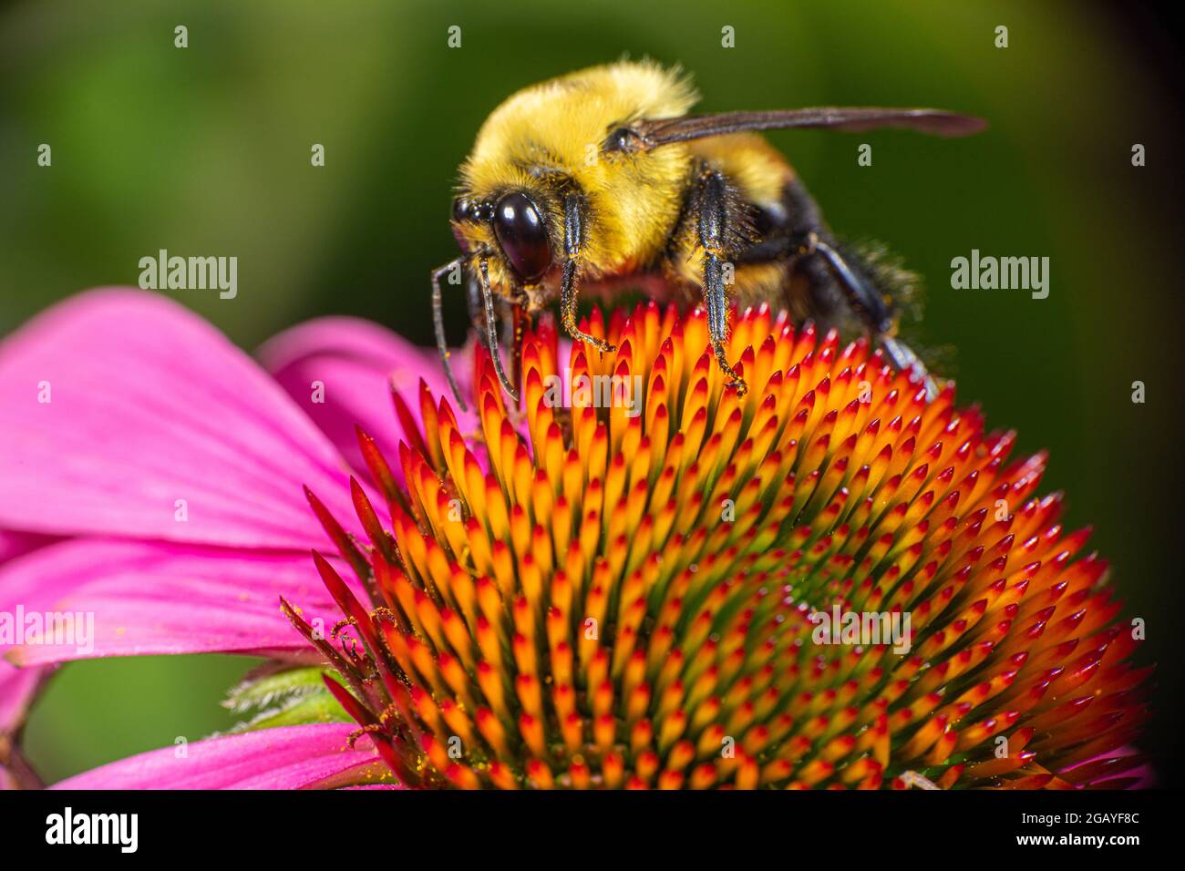 A Brown-Belted Bumble Bee (Bombus griseocollis) collecting pollen from an Echinacea coneflower. Stock Photo