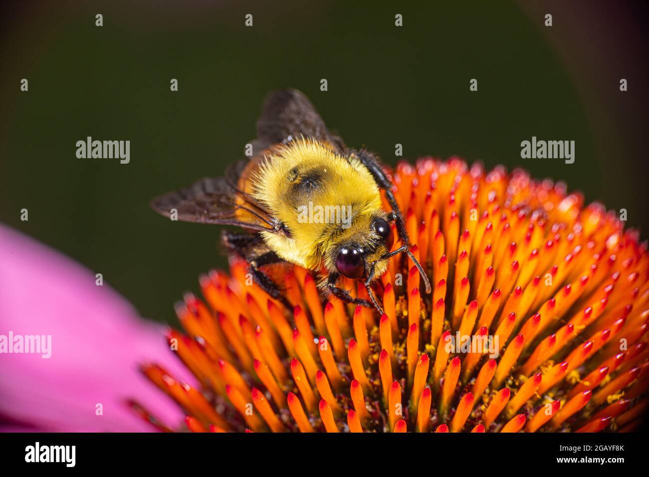 A Brown-Belted Bumble Bee (Bombus griseocollis) collecting pollen from an Echinacea coneflower. Stock Photo