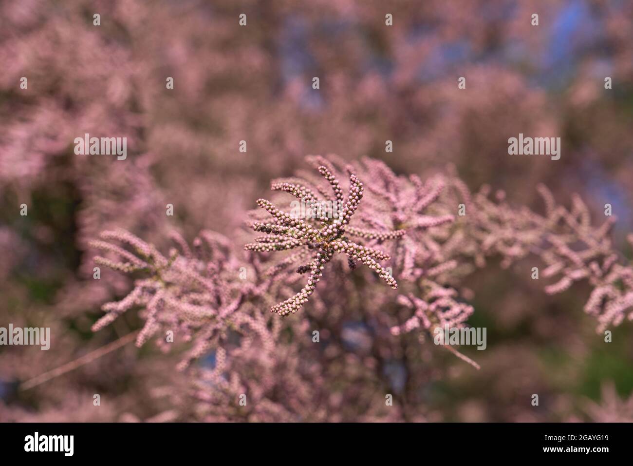 Tamarix chinensis or chinese tamarix pink flowers blooming in spring
