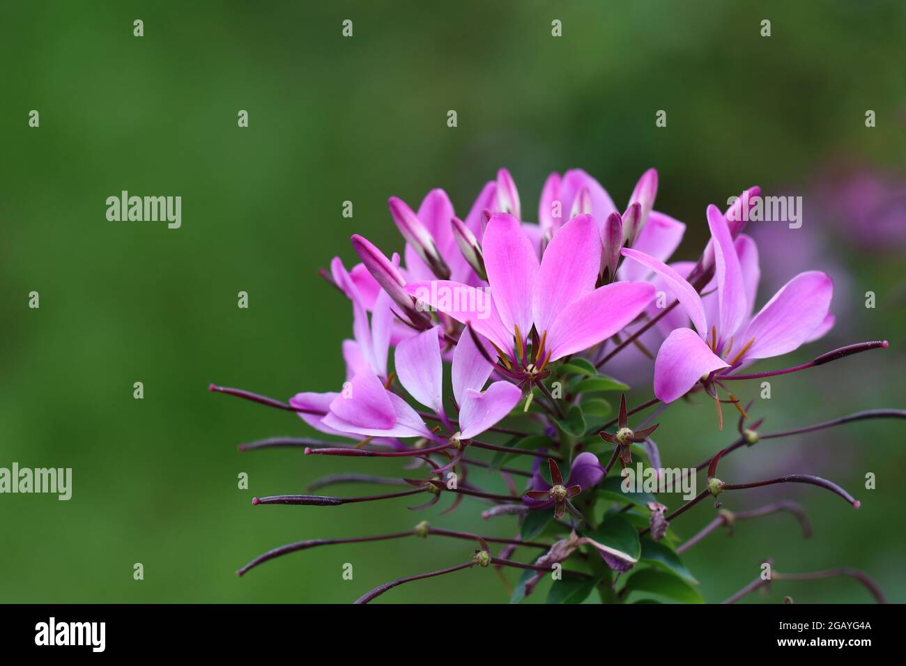 Cleome hassleriana in Nahaufnahme Stock Photo