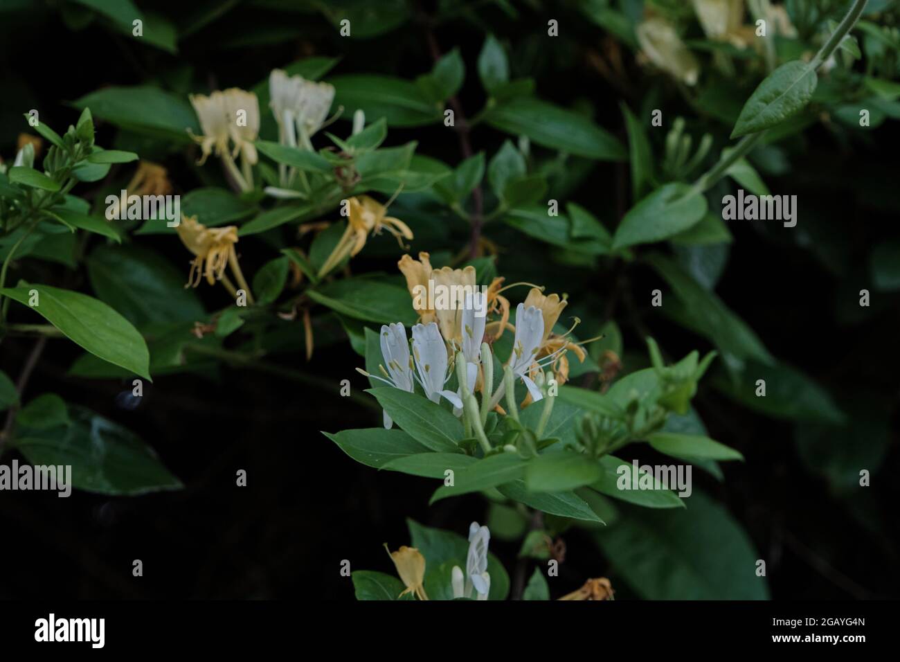 Lonicera periclymenum or common honeysuckle plants blooming flowers in spring Stock Photo