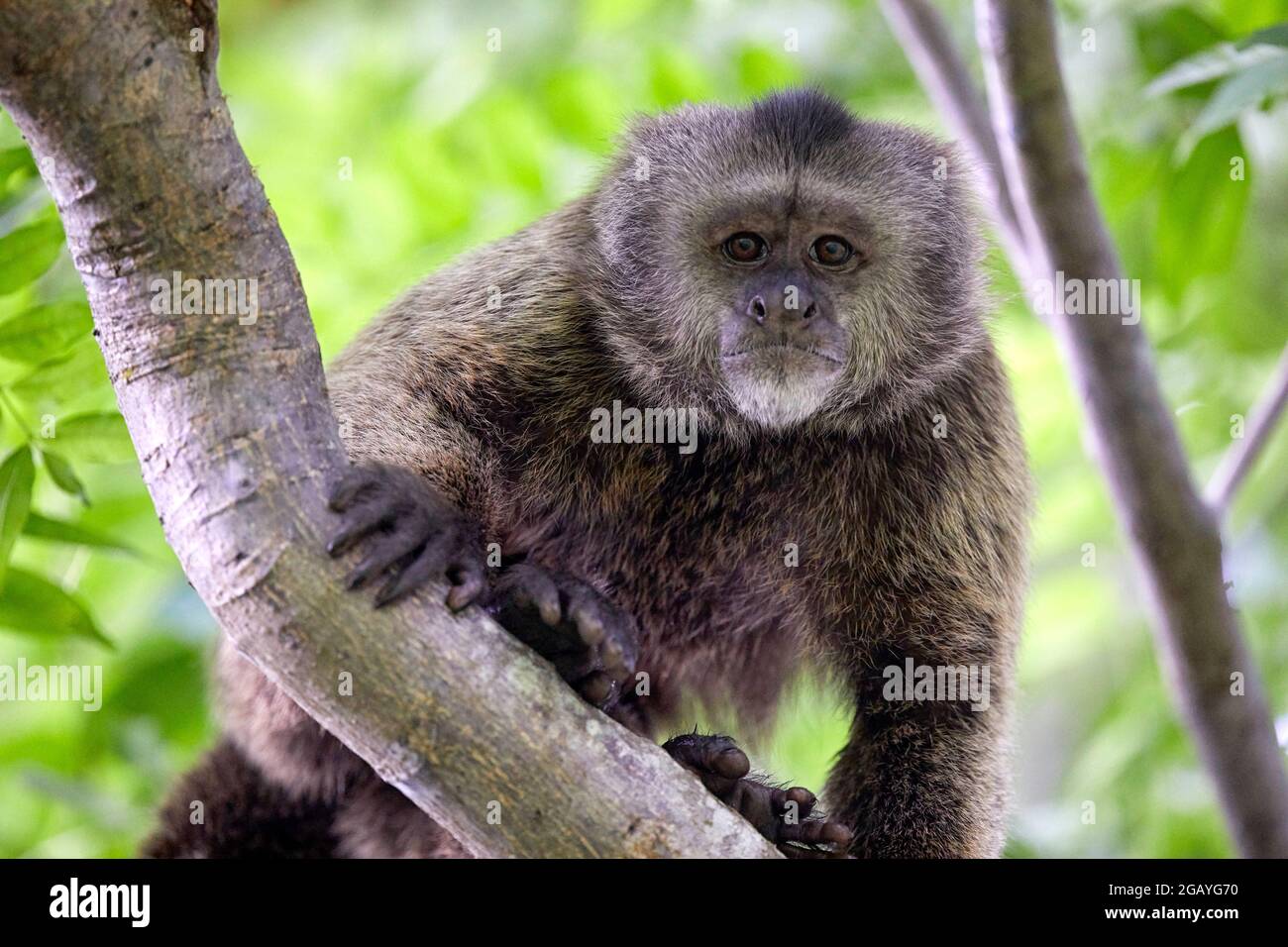 Cebus Olivaceus Wedge Capped Capuchin Weeper Capuchin monkey in Guyana South America Stock Photo