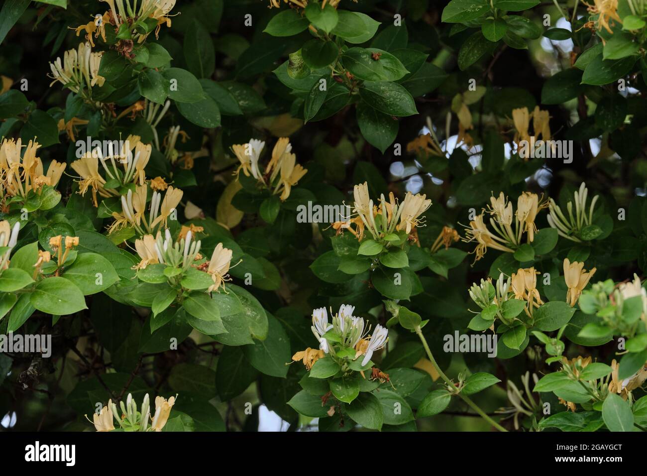 Lonicera periclymenum or common honeysuckle plants blooming flowers in spring Stock Photo