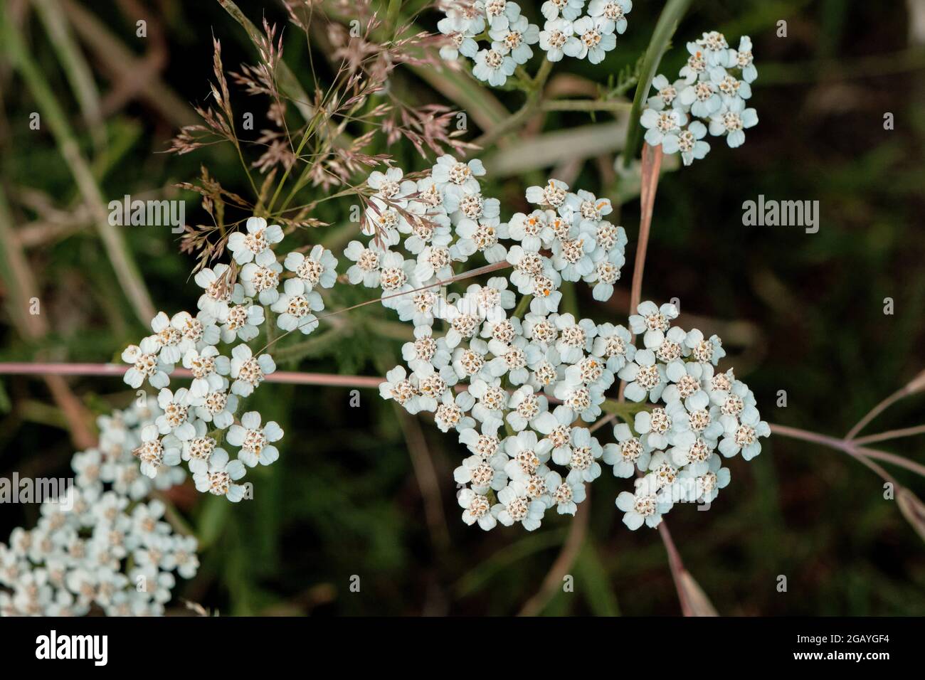 Yarrow white flowers close up Stock Photo