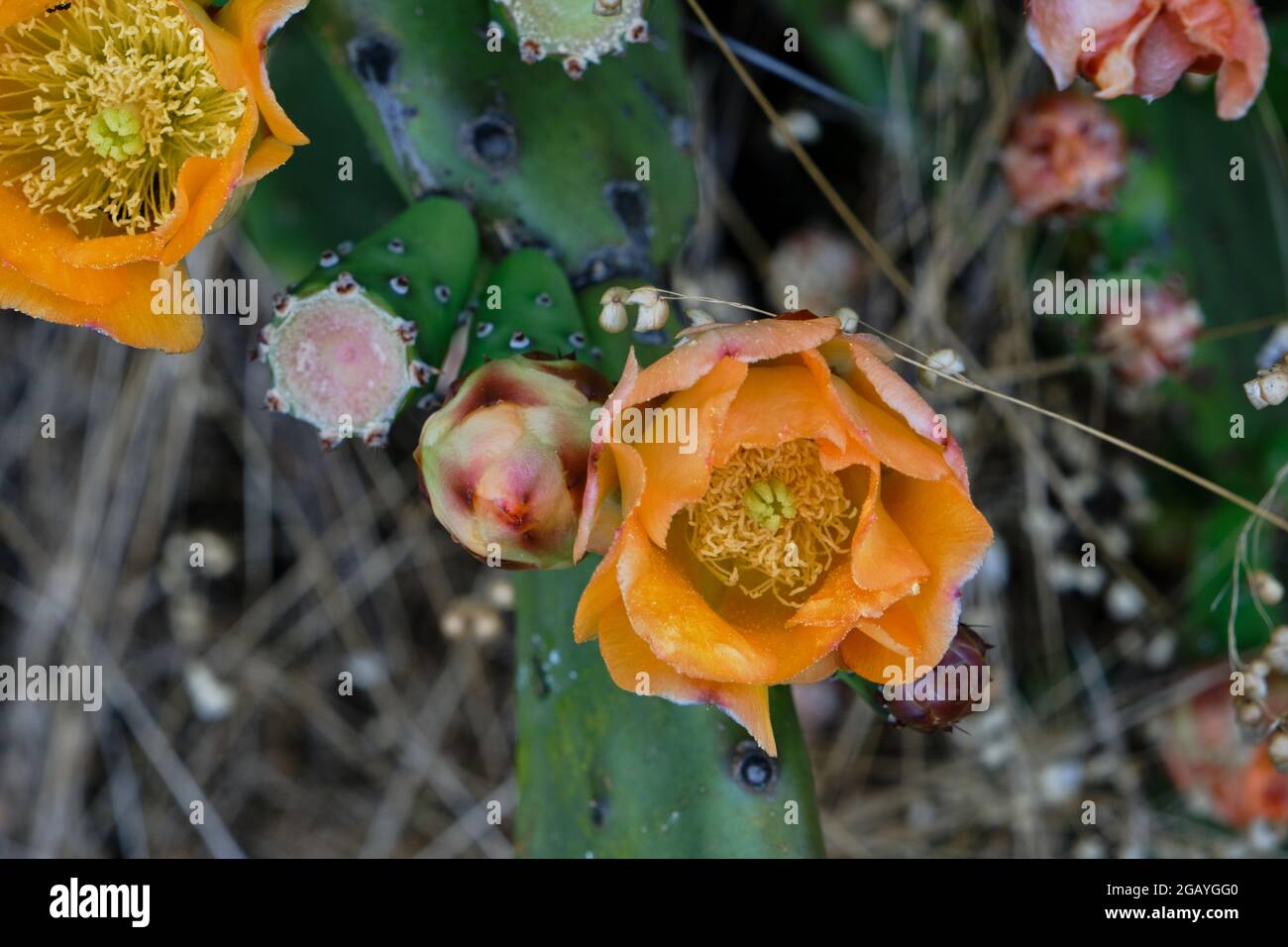 Detail of opuntia ficus indica or prickly pear with blossoming orange flowers Stock Photo