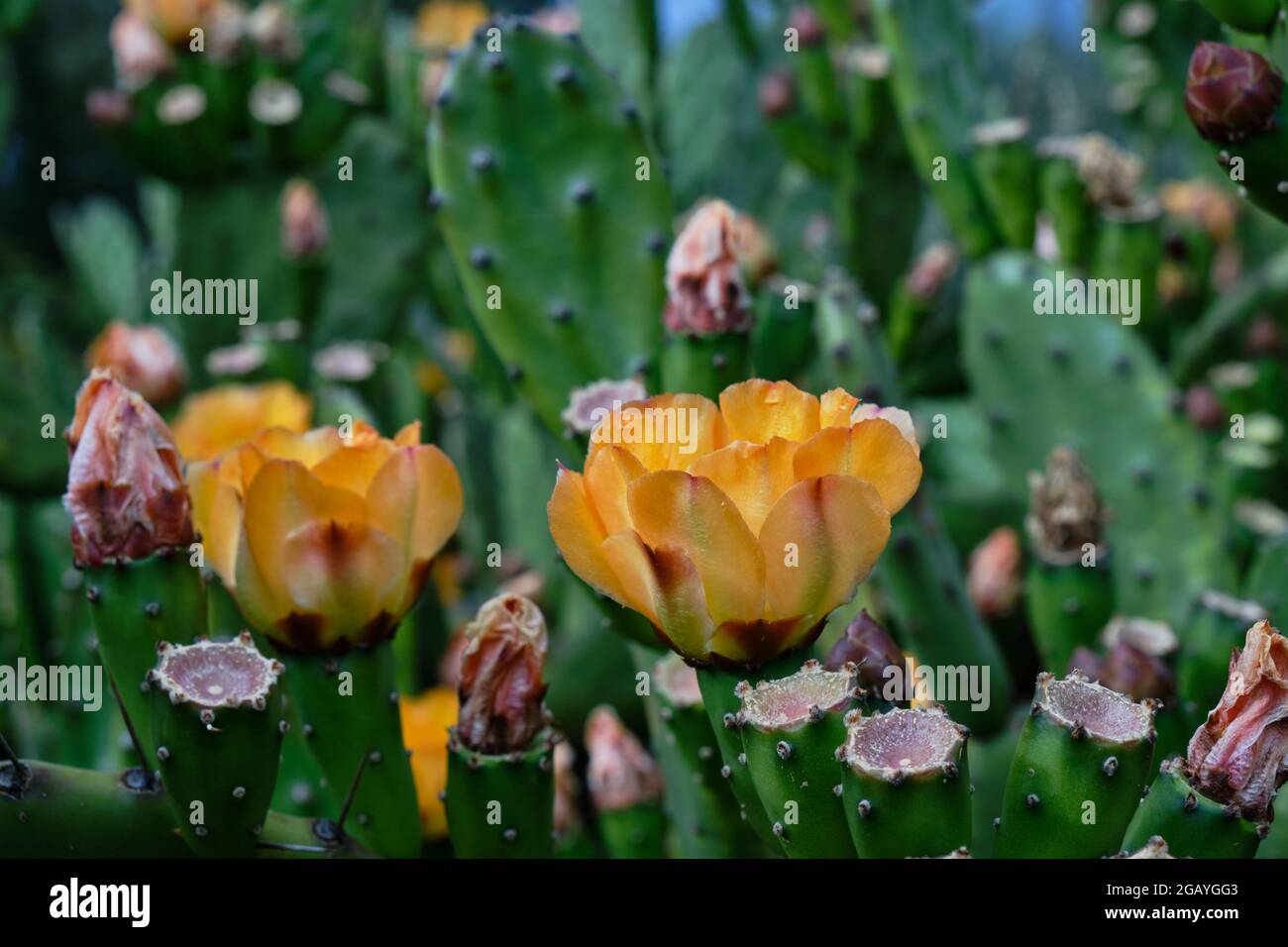 Detail of opuntia ficus indica or prickly pear with blossoming orange flowers Stock Photo