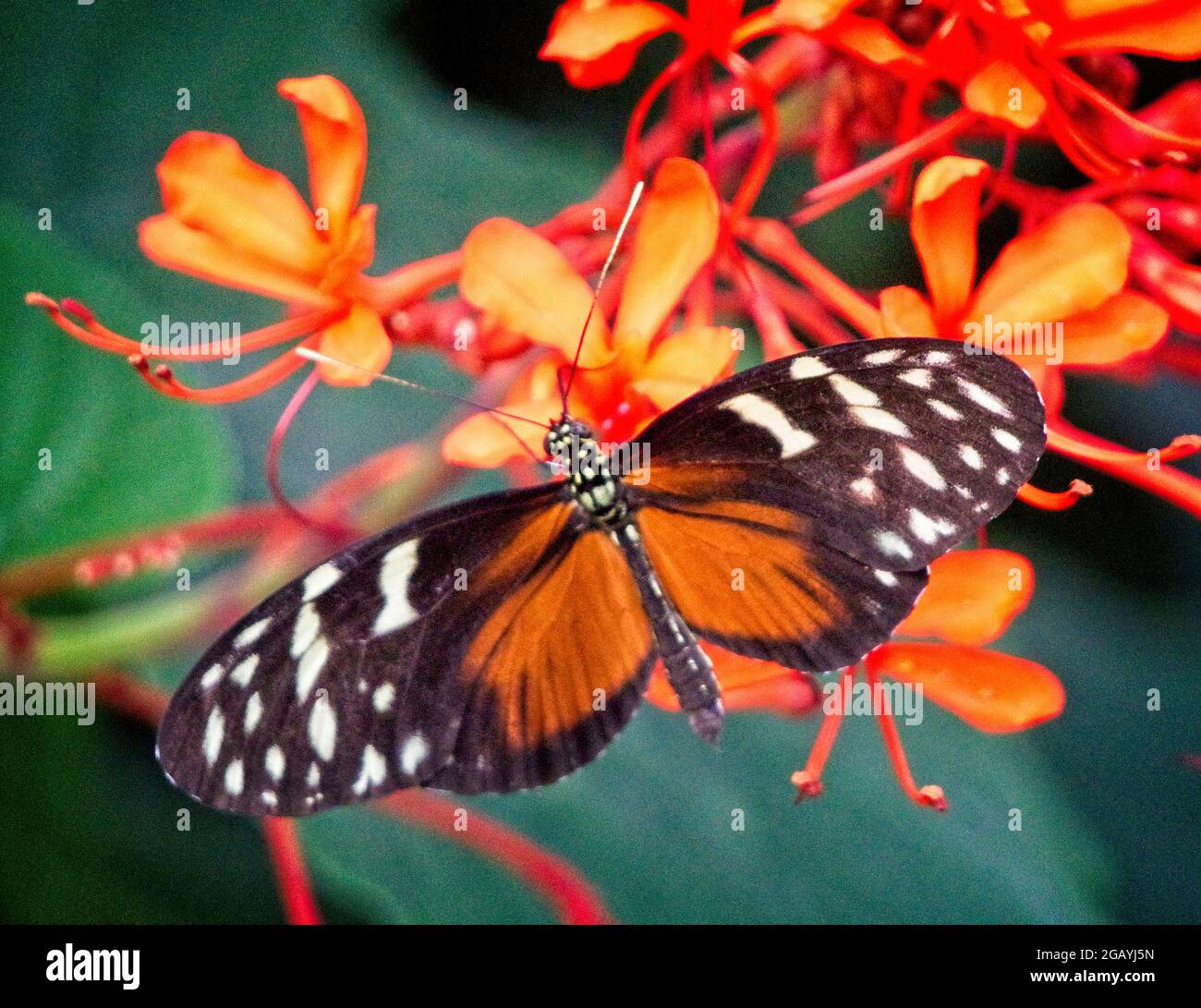 Butterfly Calgary Zoo Alberta Stock Photo Alamy
