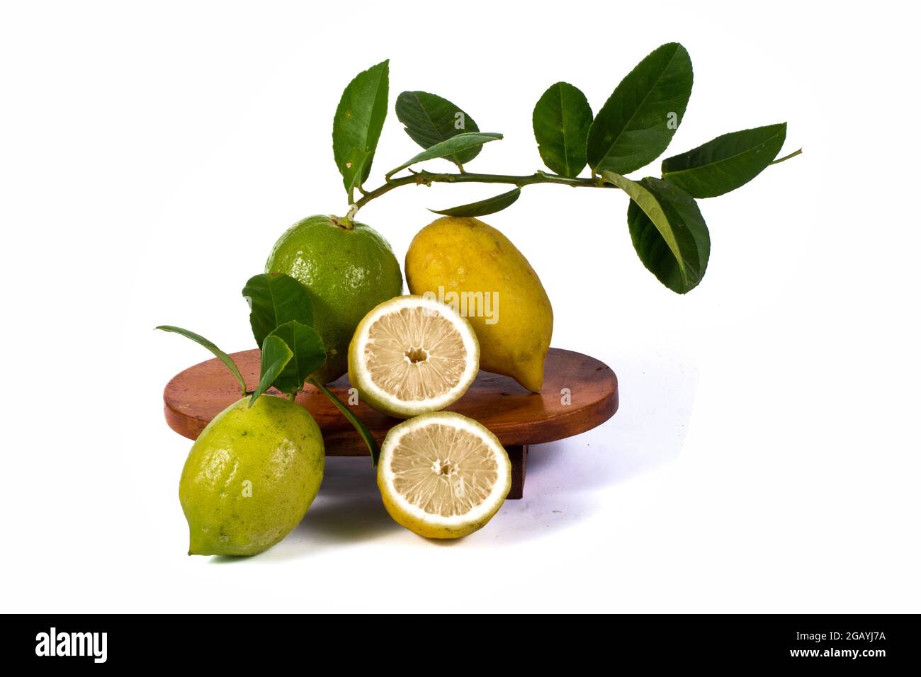 Lemons Hanging on a Lemon tree Stock Photo