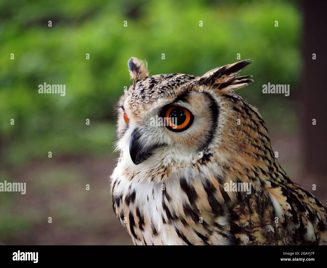 Indian eagle-owl (Bubo bengalensis) Stock Photo