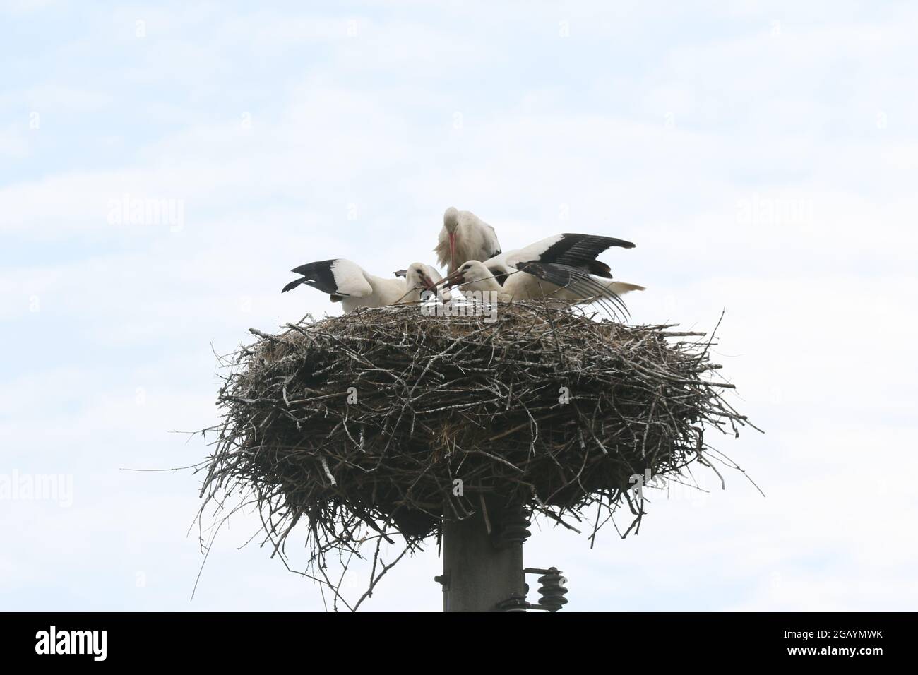08/01/2021, Germany, Brandenburg, Ihlow ( Oberbarnim). Young storks feeding in stork nest. Stock Photo