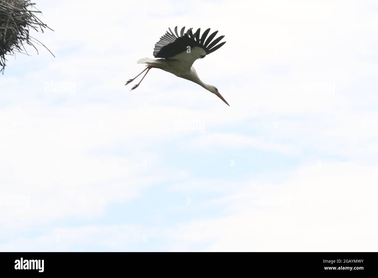 08/01/2021, Germany, Brandenburg, Ihlow ( Oberbarnim). The white stork taking off to search for food for the young storks Stock Photo