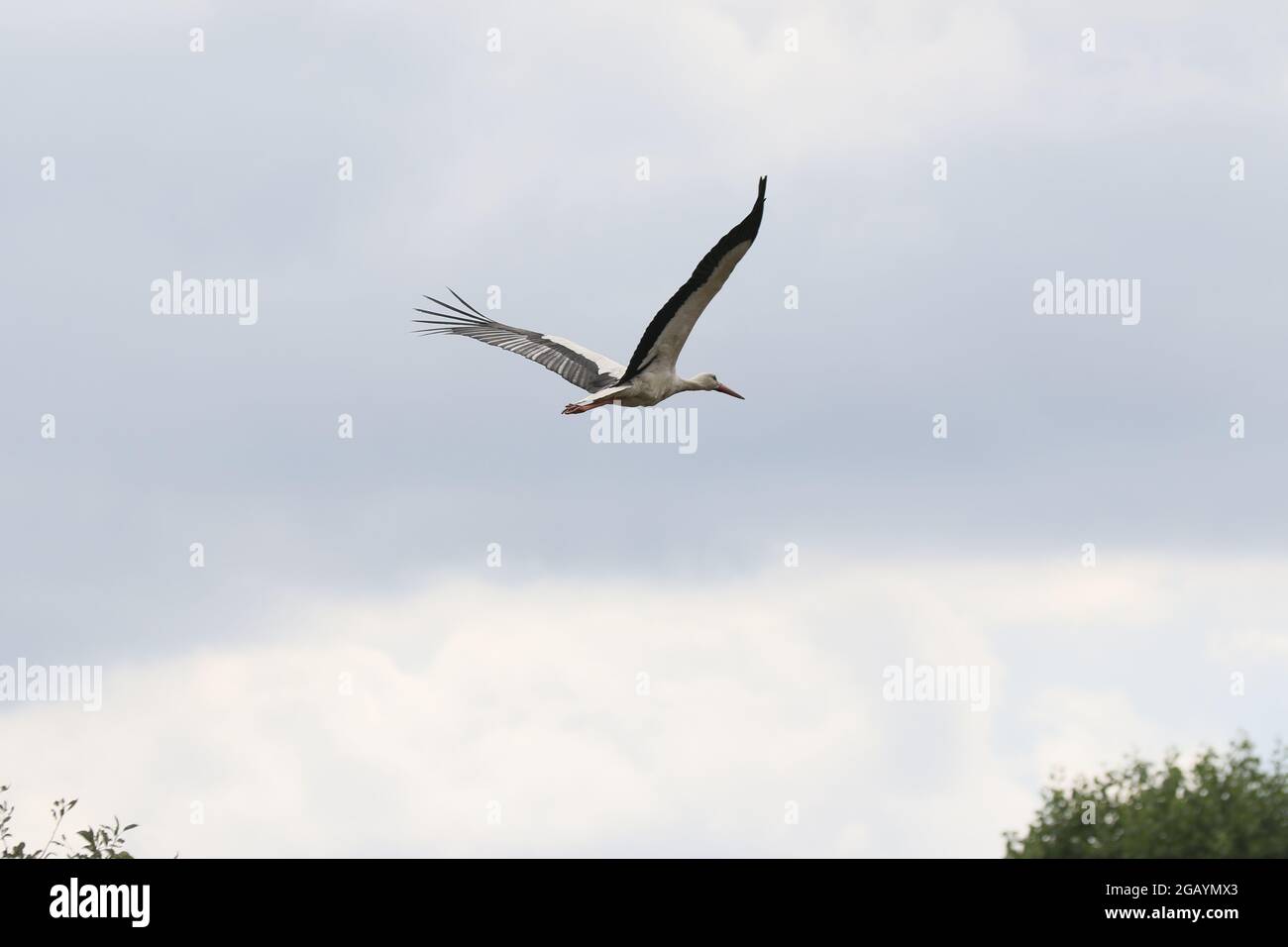 08/01/2021, Germany, Brandenburg, Ihlow ( Oberbarnim). The white stork taking off to search for food for the young storks Stock Photo