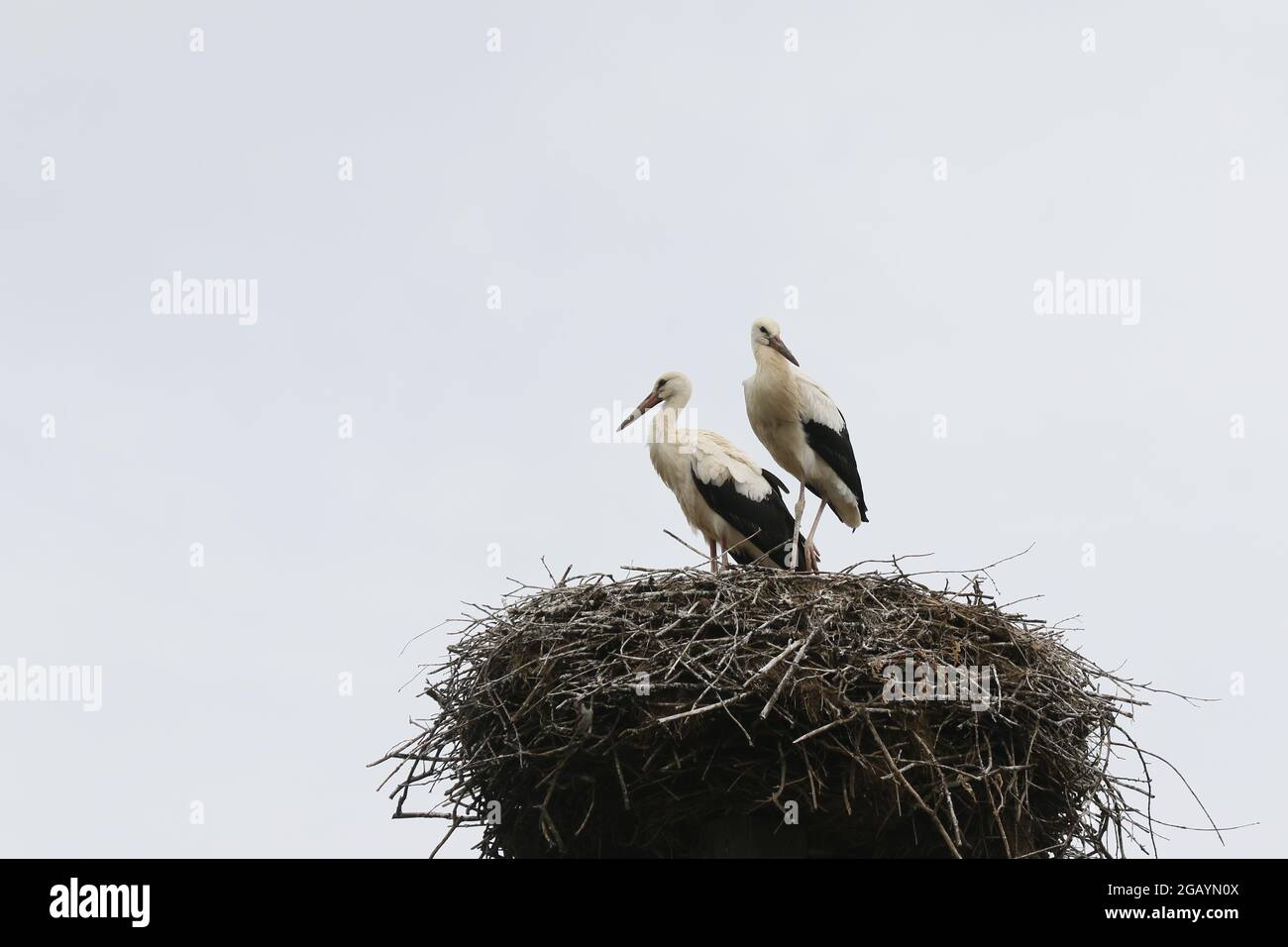 08/01/2021, Germany, Brandenburg, Ihlow ( Oberbarnim). Young storks in stork nest. Stock Photo