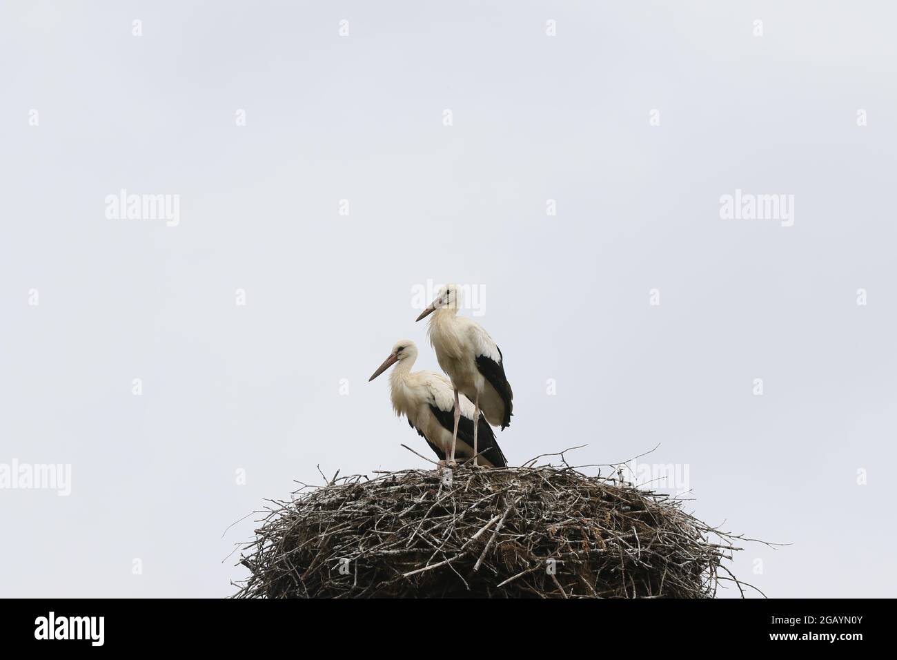 08/01/2021, Germany, Brandenburg, Ihlow ( Oberbarnim). Young storks in stork nest. Stock Photo