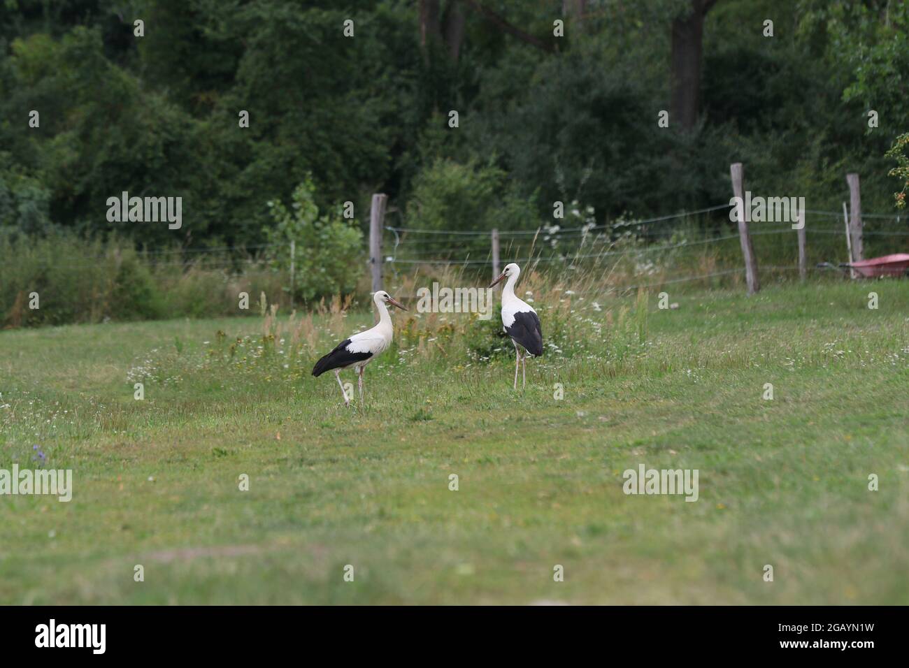 08/01/2021, Germany, Brandenburg, Ihlow ( Oberbarnim). Young storks foraging in a meadow. Stock Photo