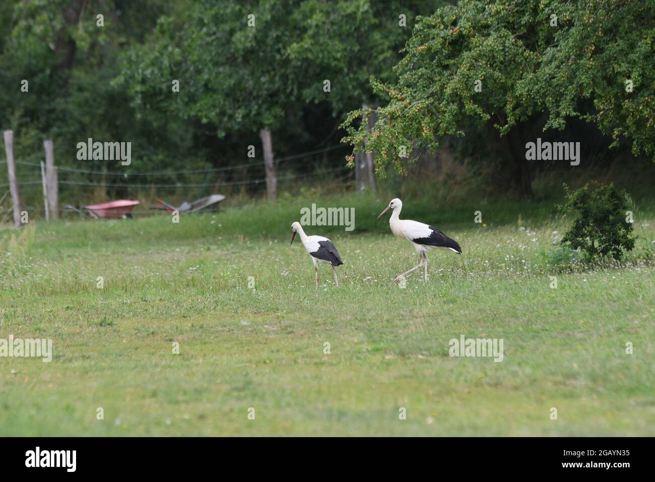 08/01/2021, Germany, Brandenburg, Ihlow ( Oberbarnim). Young storks foraging in a meadow. Stock Photo