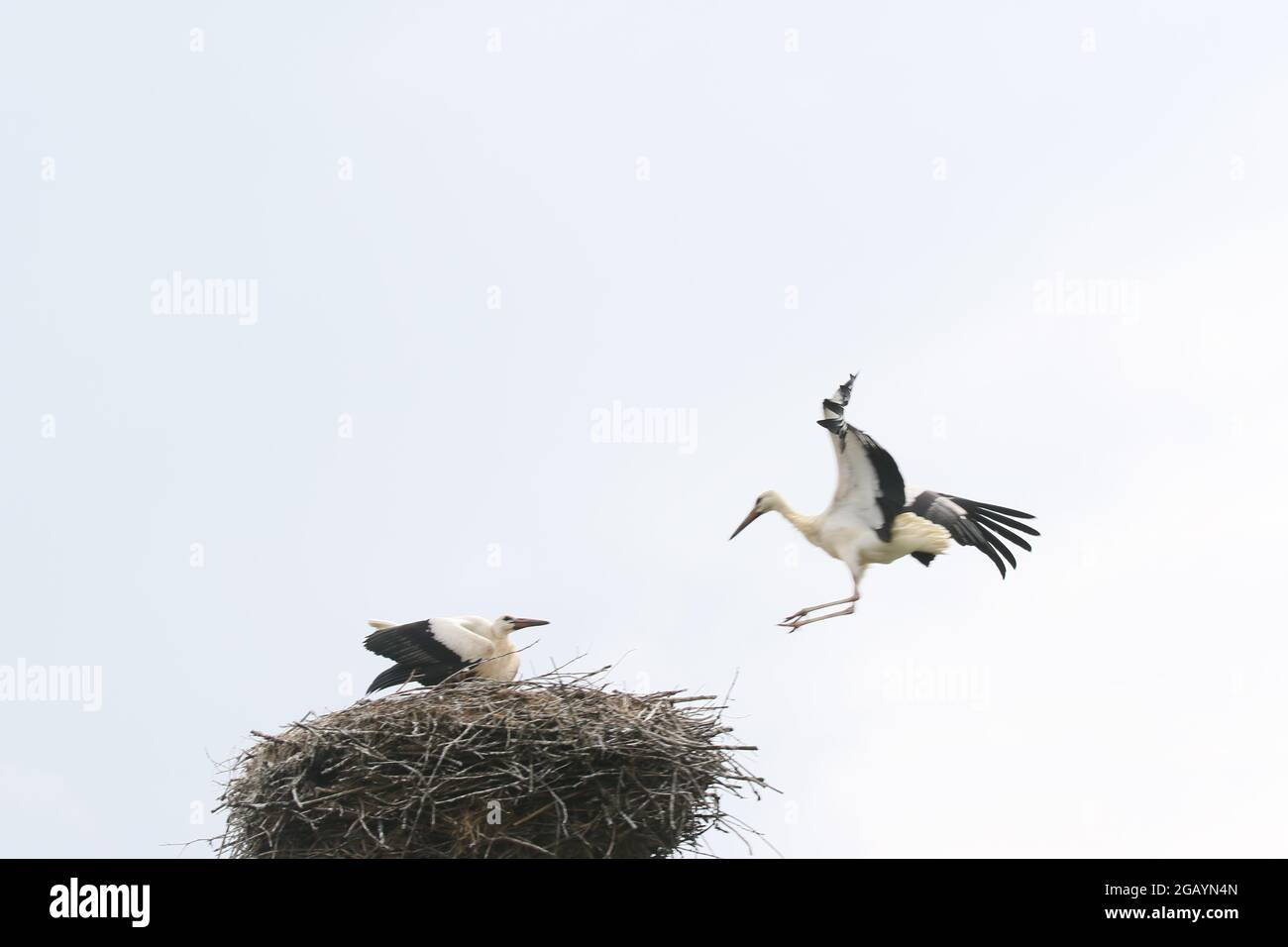 08/01/2021, Germany, Brandenburg, Ihlow ( Oberbarnim). Young storks landing in the stork's nest, Stock Photo